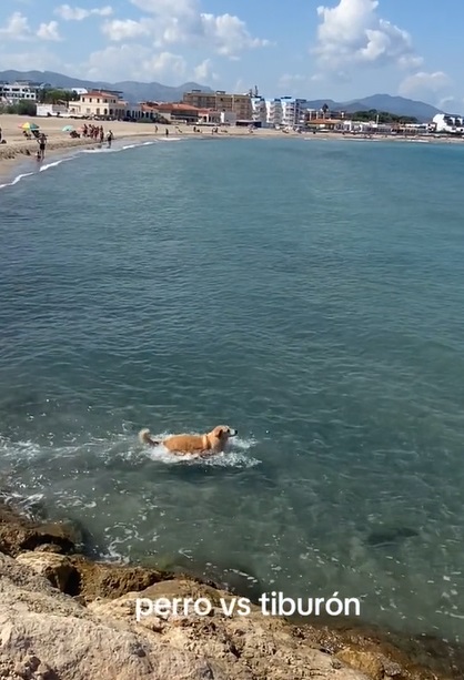 Perro entra al agua para seguir a tiburón