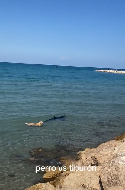 Perro casi alcanza a tiburón en el mar