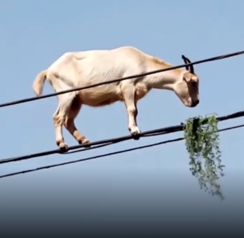 Video de cabra comiendo sobre cables de luz se viraliza