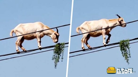 Captan a cabra comiendo pasto sobre cables de luz |VIDEO