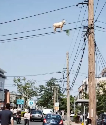 Captan a cabra en cables de luz