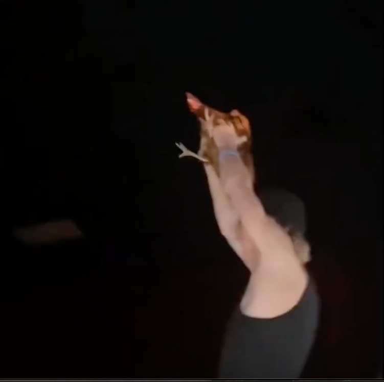 Fan lleva gallina al cine