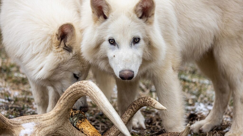 Lobo gigante