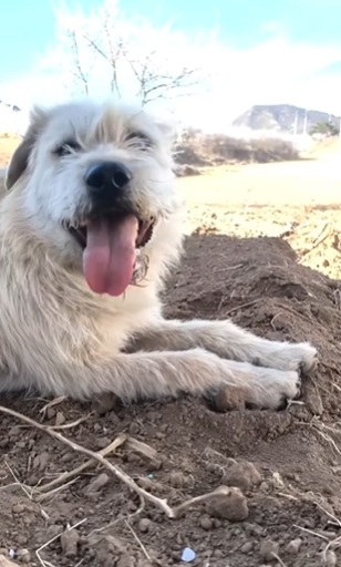 King Charles, el perro respetado por todos