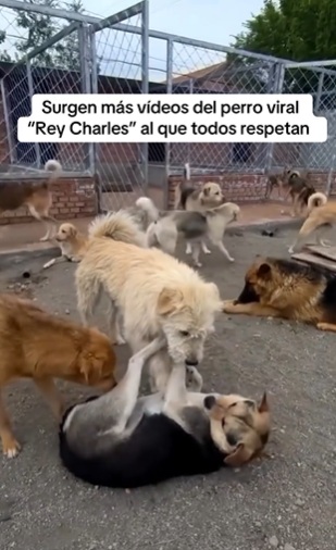 King Charles calma a un perrito