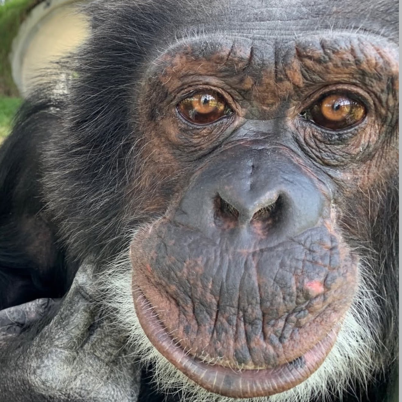 ¿Qué le sucedió a Bubbles, chimpancé de Michael Jackson?