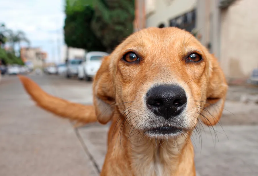 Aparece el perro Caramelo en la convocatoria de la Selección Mexicana